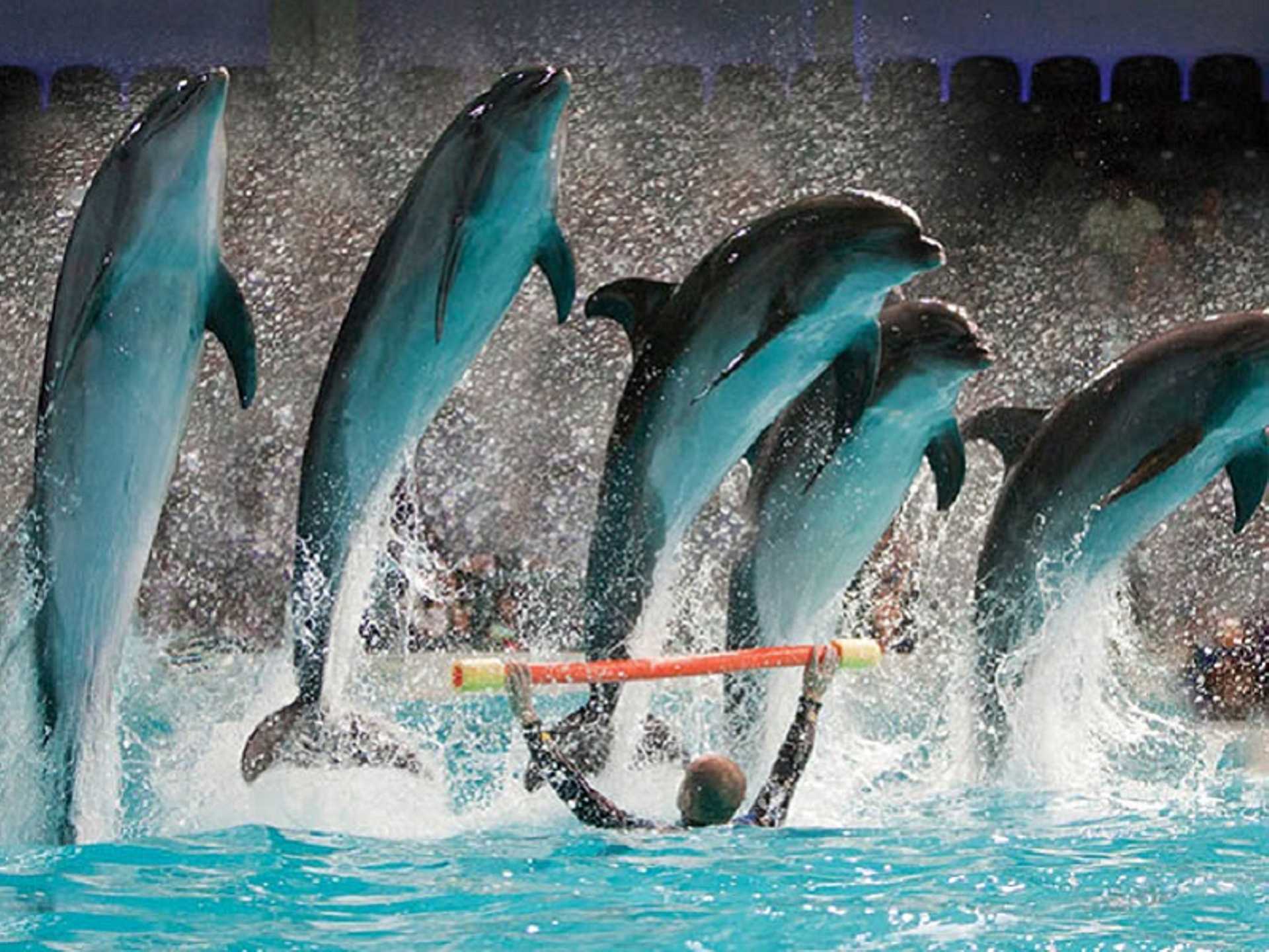 Dubai Dolphinarium Tour