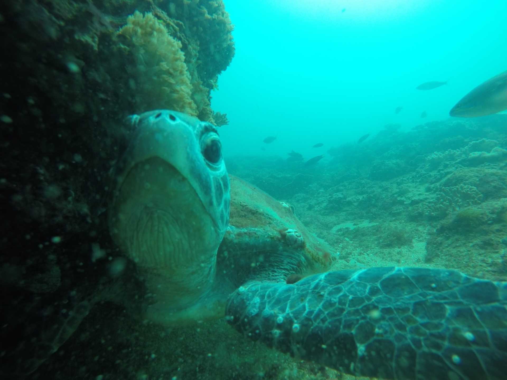 Discover Scuba Dive Sunshine Coast Reefs Double Dive