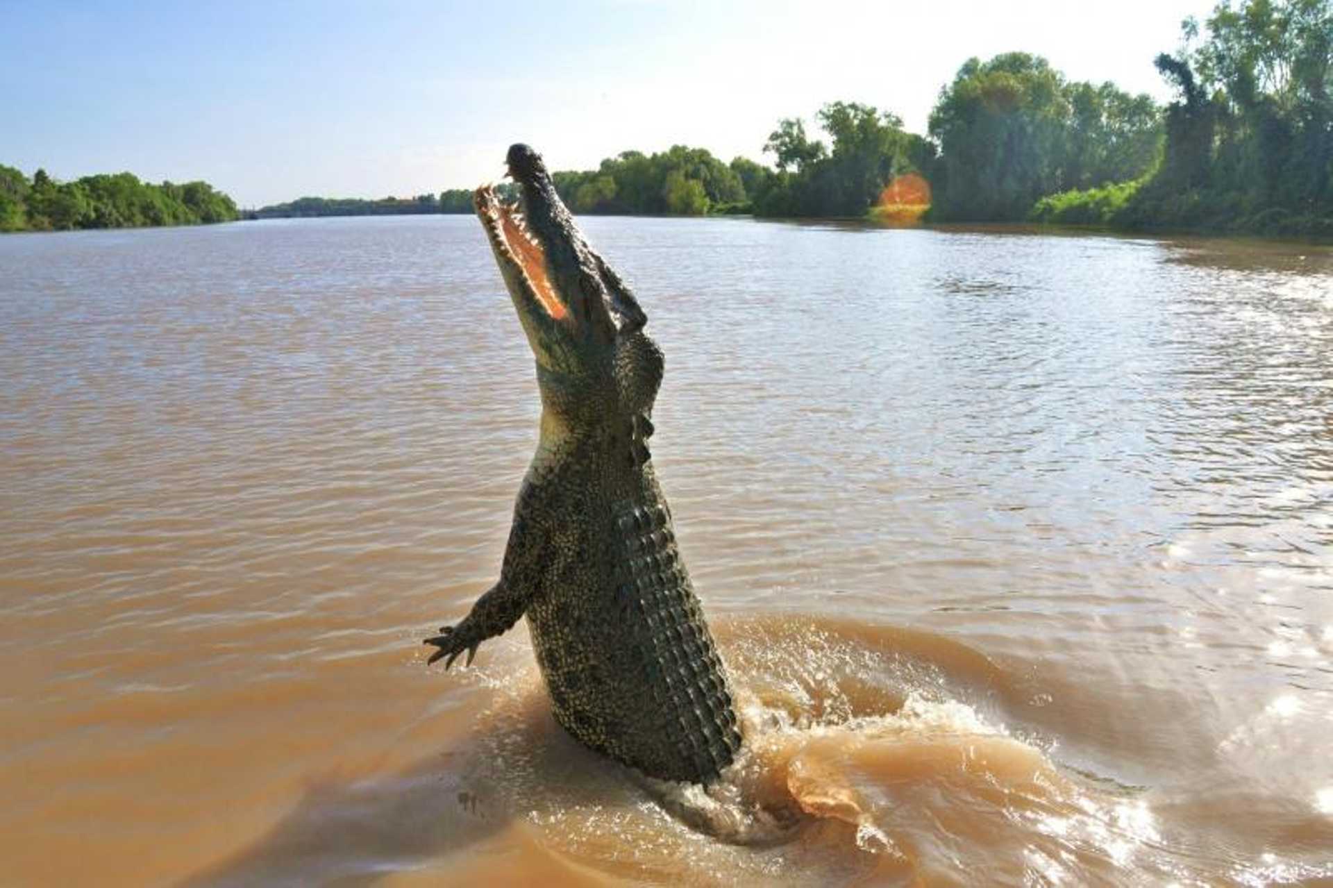 Jumping Crocodile Tour from Darwin