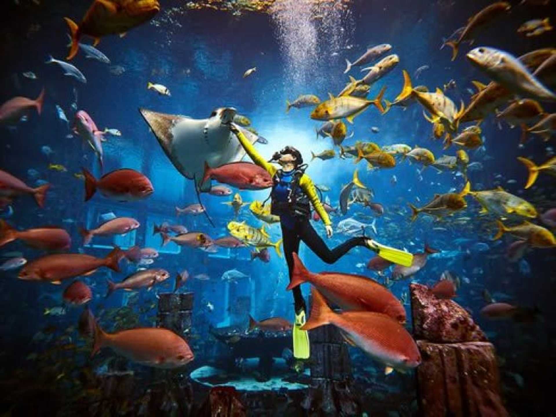 Atlantis Ultimate Snorkel Experience