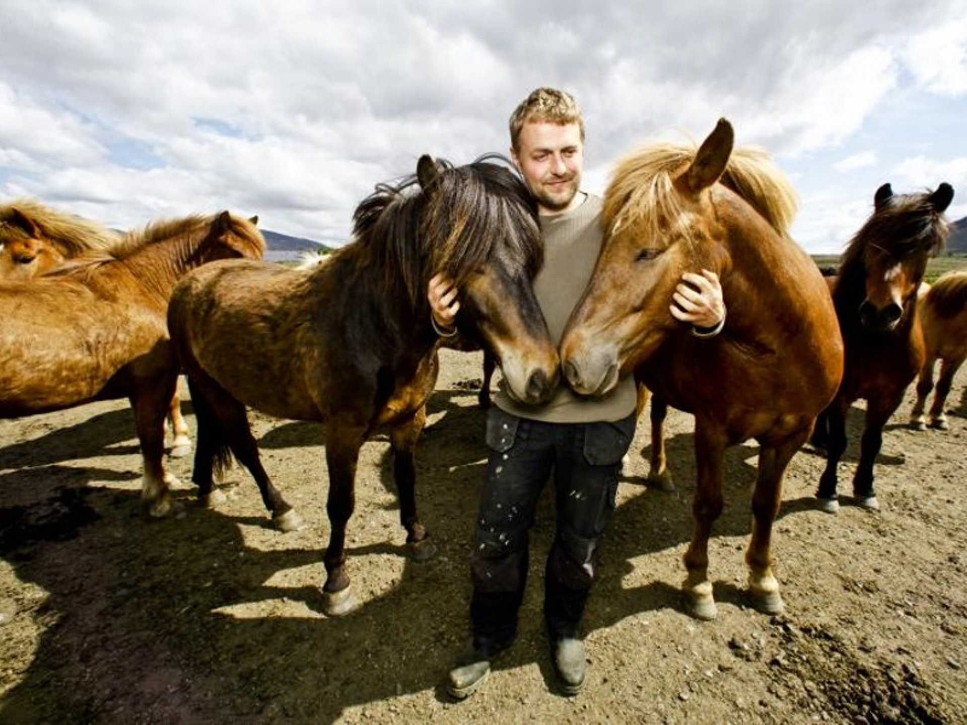 Icelandic Horse Riding Tour