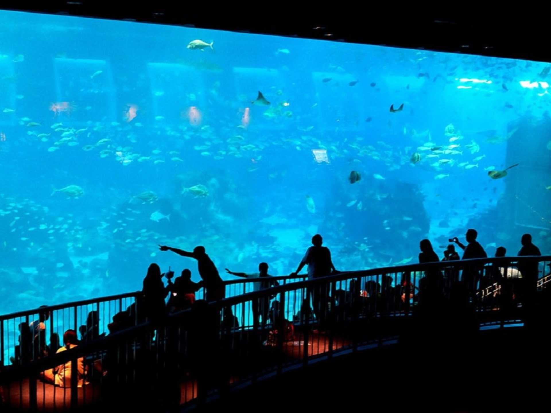 S.E.A Aquarium One Day Pass with Transfer