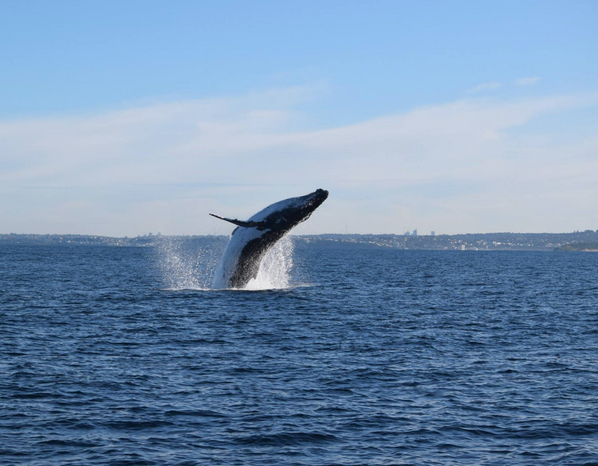 Whale Watching - Manly Wharf Departure