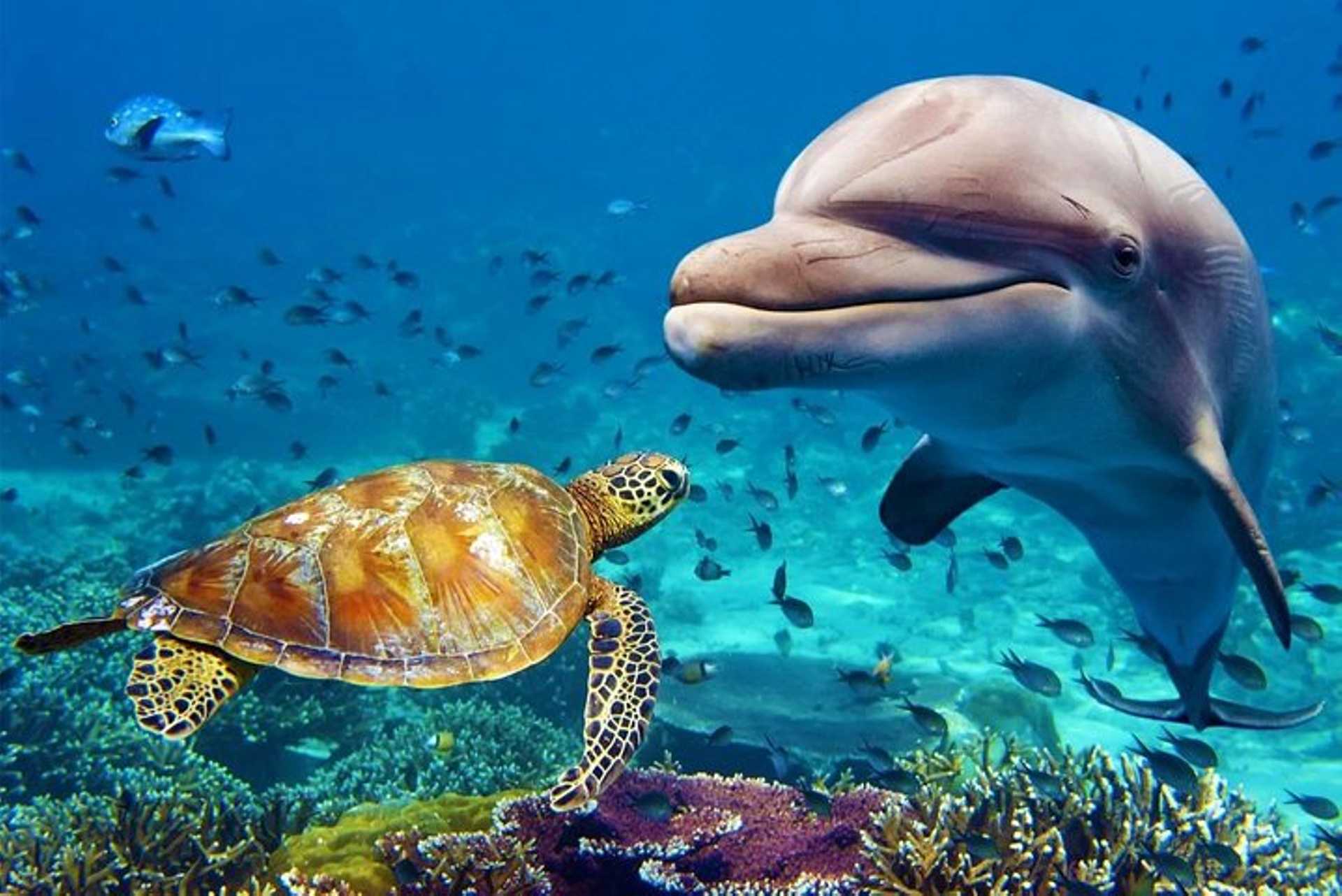 Dubai Aquarium and Underwater Zoo Combo 