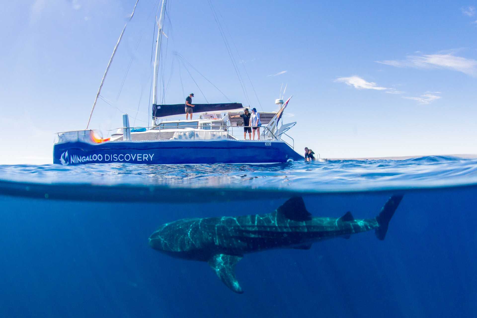 Ningaloo Whale Shark Swim on a Sailing Catamaran