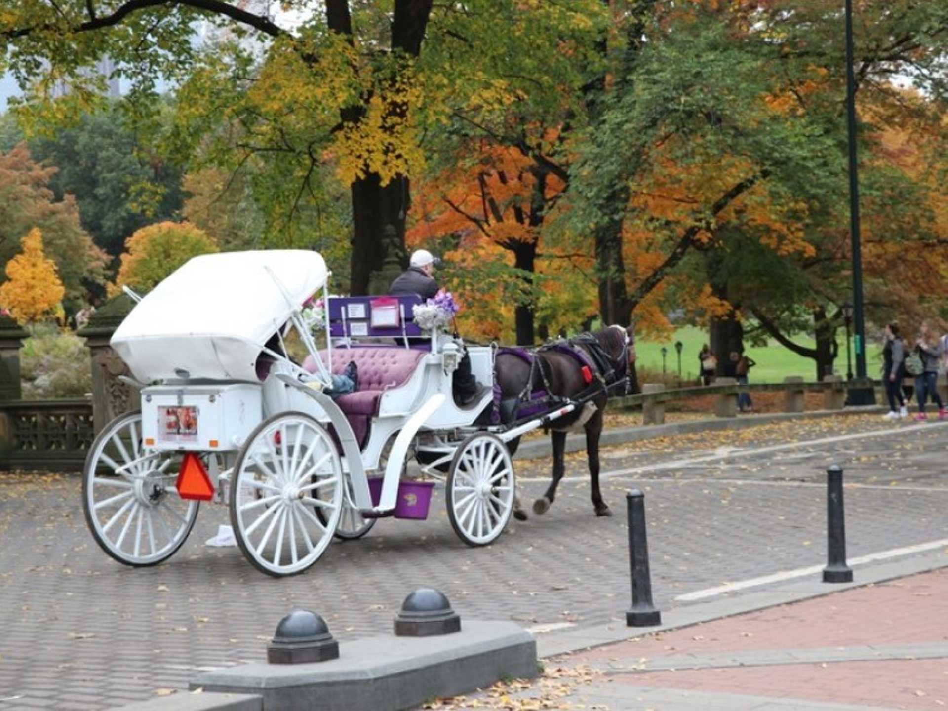 Central Park Evening Horse Carriage Short Ride