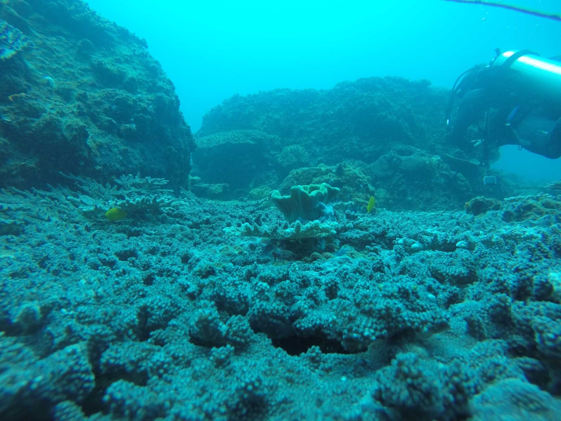 Double Dive Sunshine Coast Reefs
