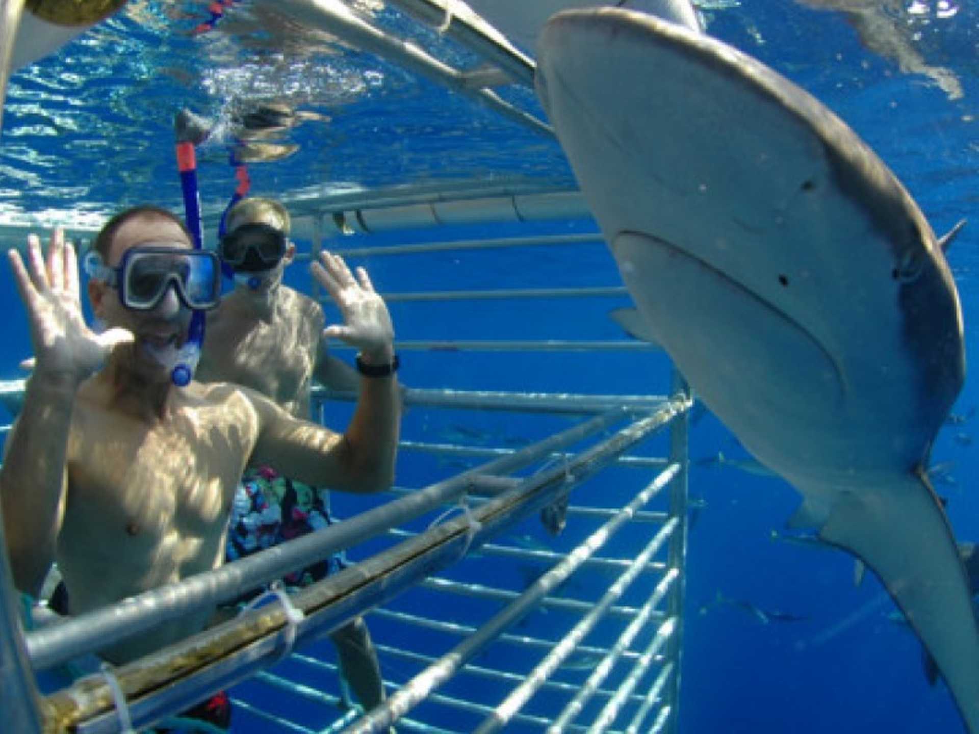 Shark Cage Diving Experience