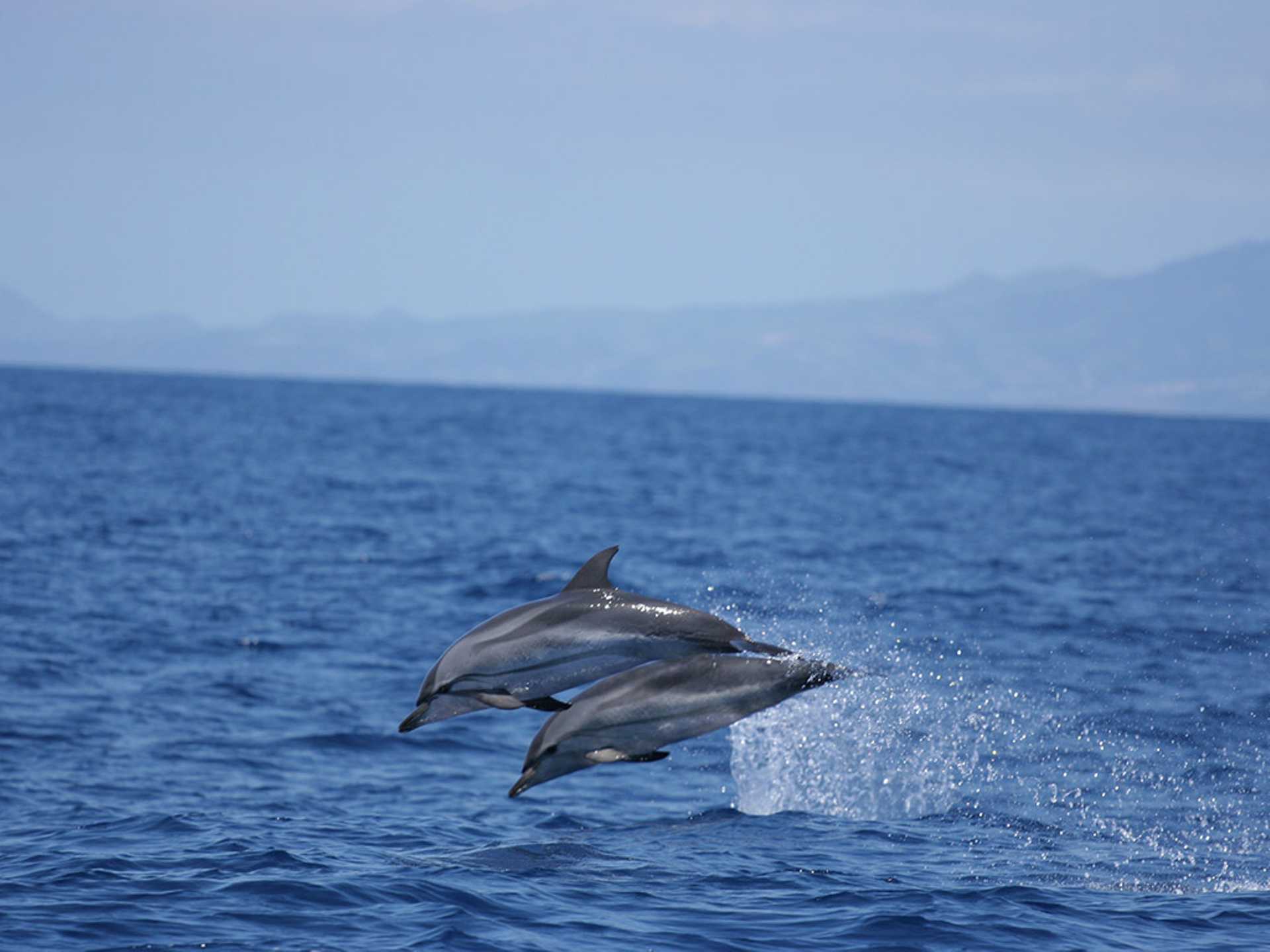 Sao Miguel Whale Watching