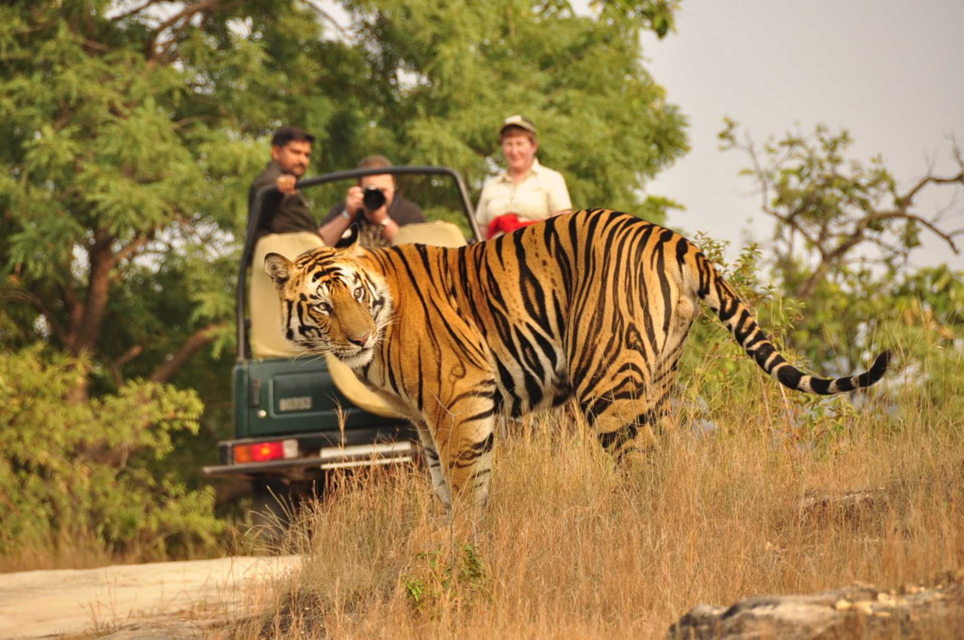 Private Tour:2- Day Ranthambore National Park from Jaipur
