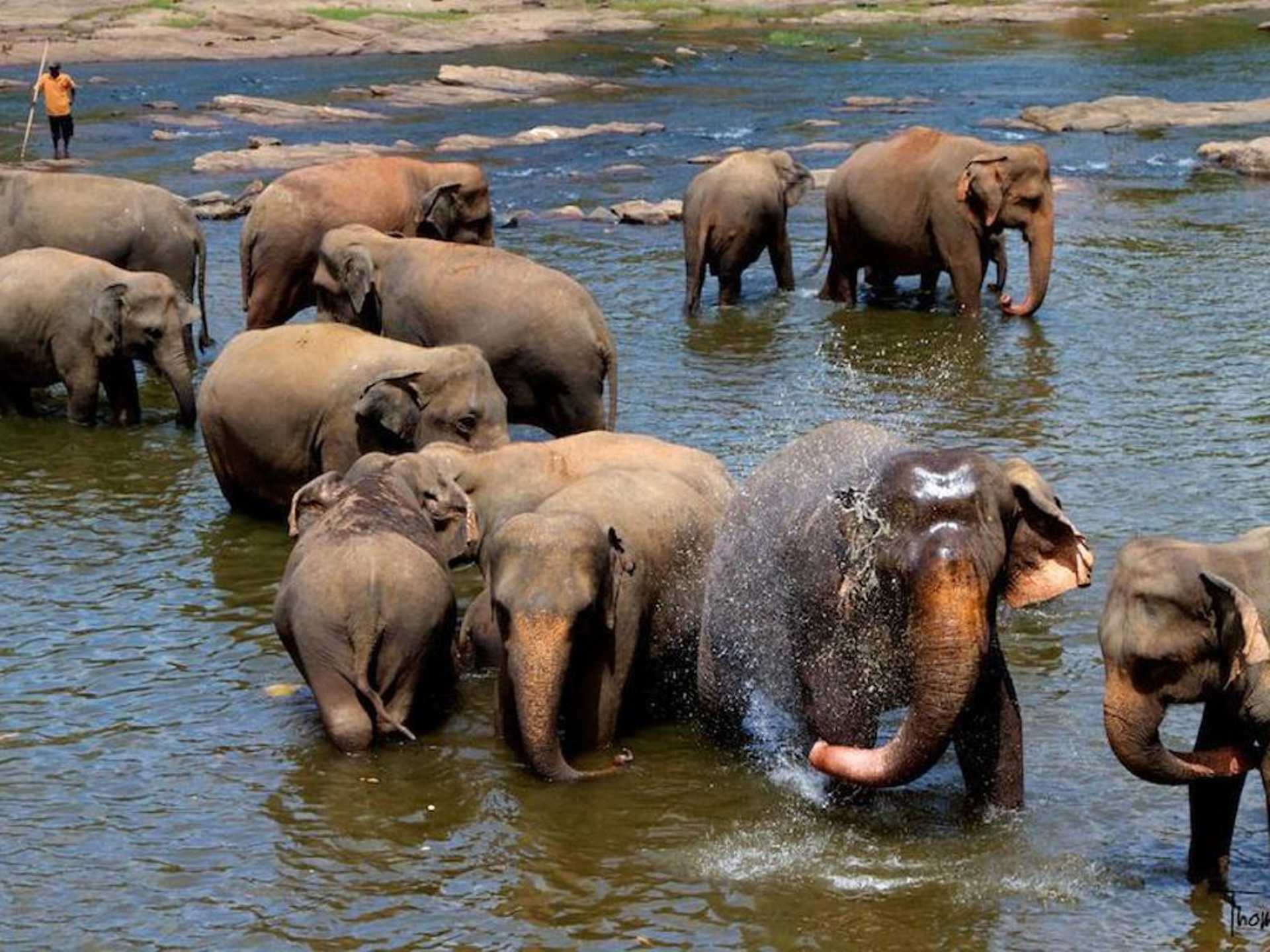 Pinnawala Elephant Orphanage Full day