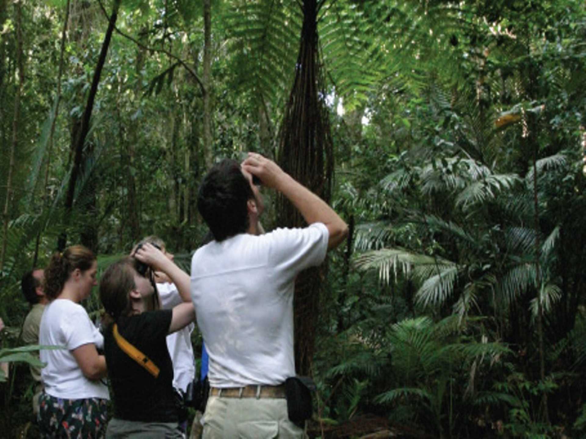 Rainforest Wildlife Spotlighting Tour - 1 Day