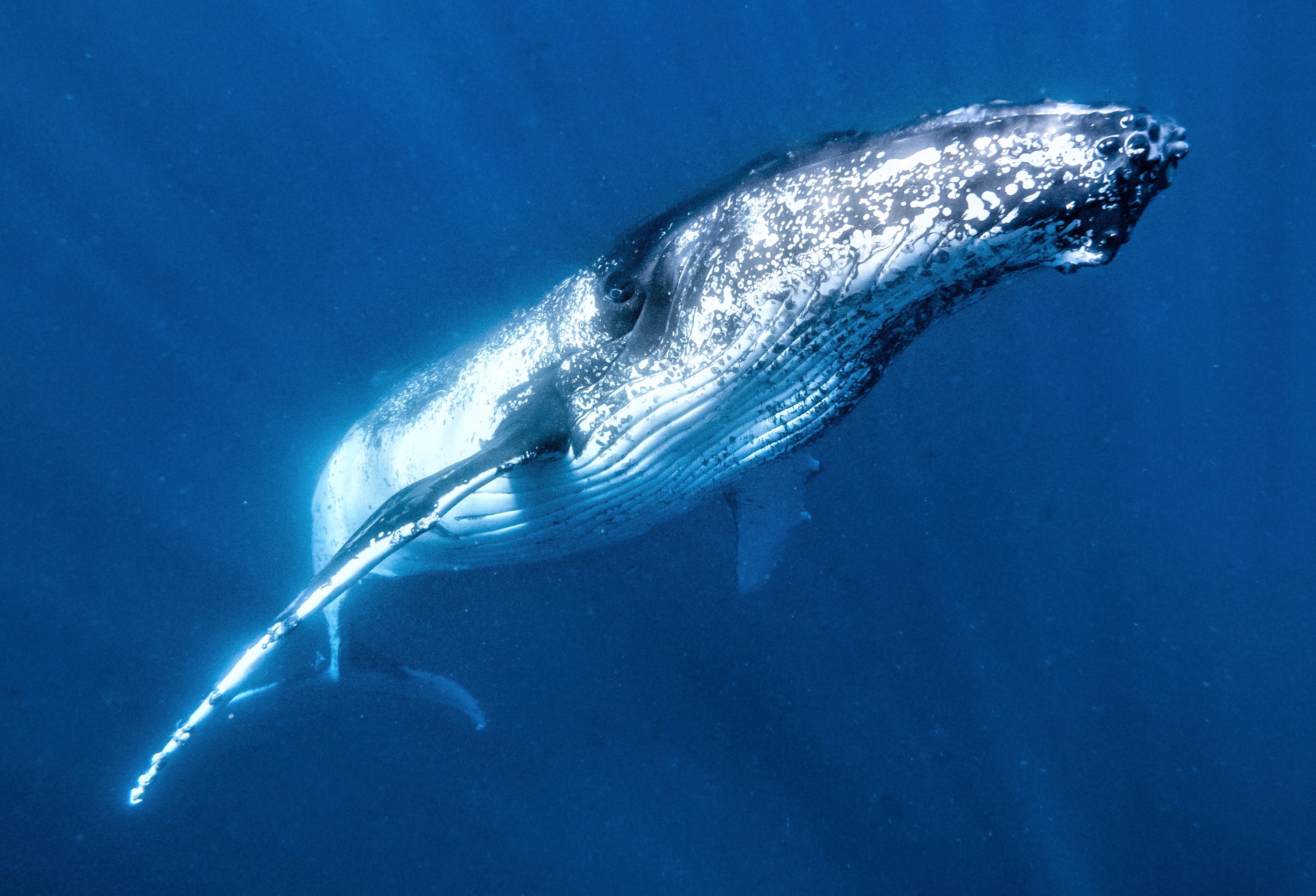 Priority Plus Humpback Whale Tour Booking