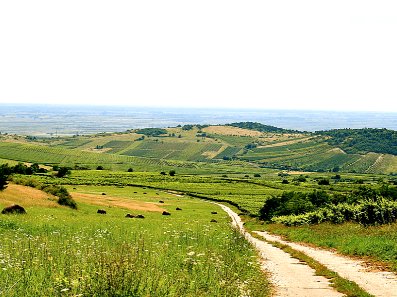 Private Wine Tour to Tokaj Starting in Budapest