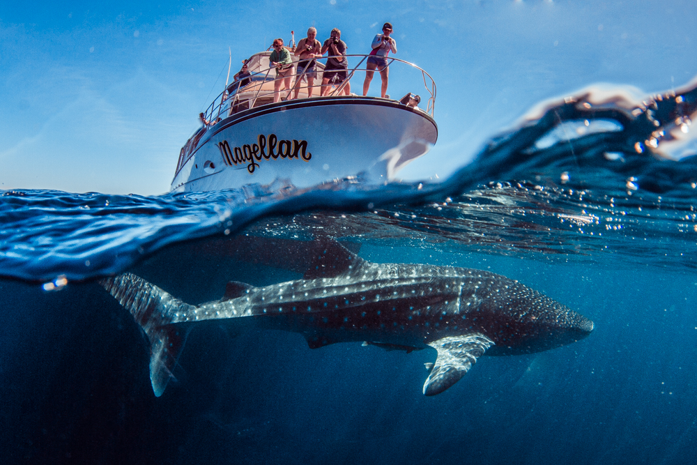 Whale Shark Snorkelling Adventure